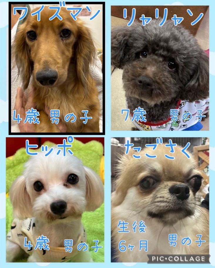 🐾今日の里親様募集中ワンコ🐶メンバーです🐾2024,12,10【保護犬カフェ天神橋店】