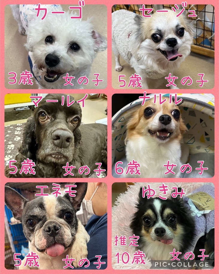 🐾今日の里親様募集中ワンコ🐶メンバーです🐾2024,12,10【保護犬カフェ天神橋店】