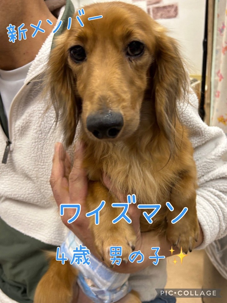 🐾新メンバー🔰ご紹介🐾2024,12,9【保護犬カフェ天神橋店】