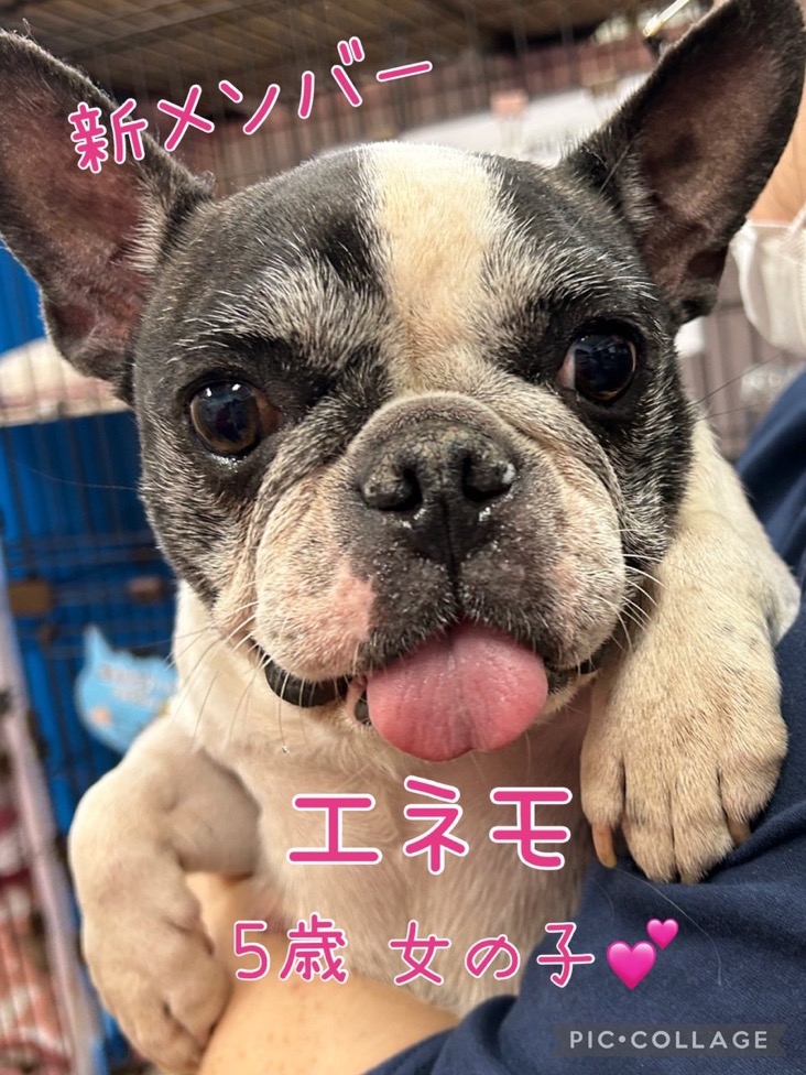 🐾新メンバー🔰ご紹介🐾2024,12,9【保護犬カフェ天神橋店】