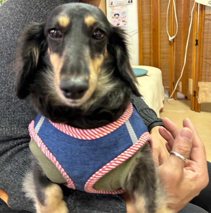 ✨シンデレラワンコ🐶ダックスのコポロ→ココちゃん💕2024,12,9✨【保護犬カフェ天神橋店】