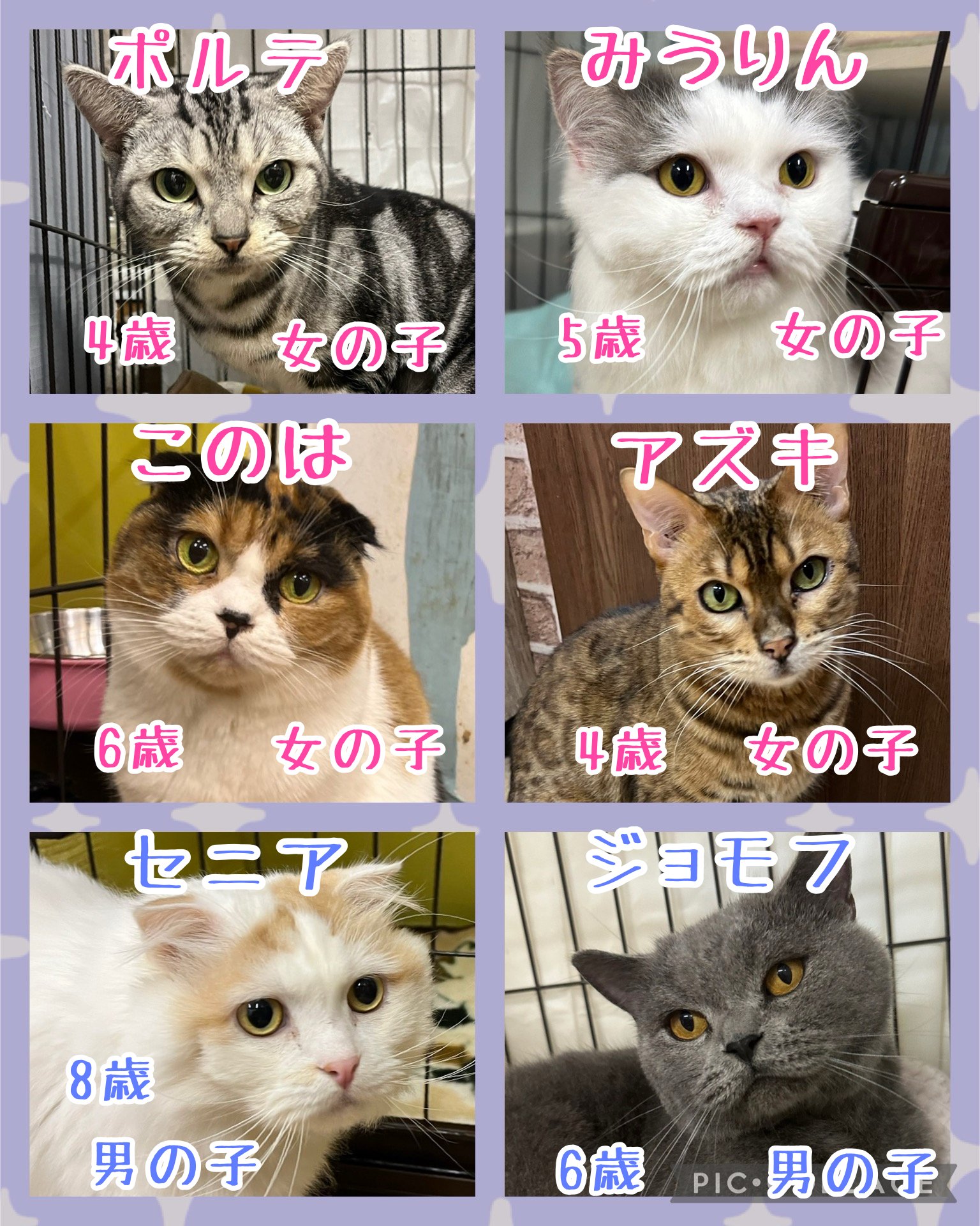 🐾今日の里親様募集中ニャンコ😺メンバーです🐾2024,12,15【保護犬カフェ天神橋店】