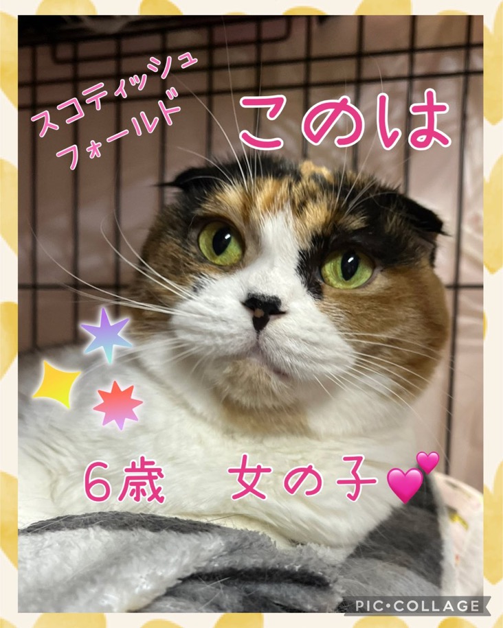 🐾今日の里親様募集中ニャンコ😺メンバーです🐾2025,1,6【保護犬カフェ天神橋店】