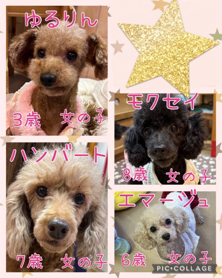 🐾今日の里親様募集中ワンコ🐶メンバーです🐾2024,12,16【保護犬カフェ天神橋店】