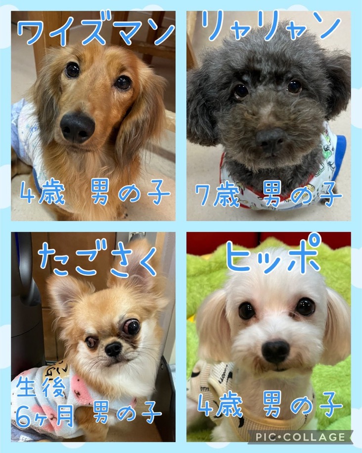 🐾今日の里親様募集中ワンコ🐶メンバーです🐾2024,12,16【保護犬カフェ天神橋店】