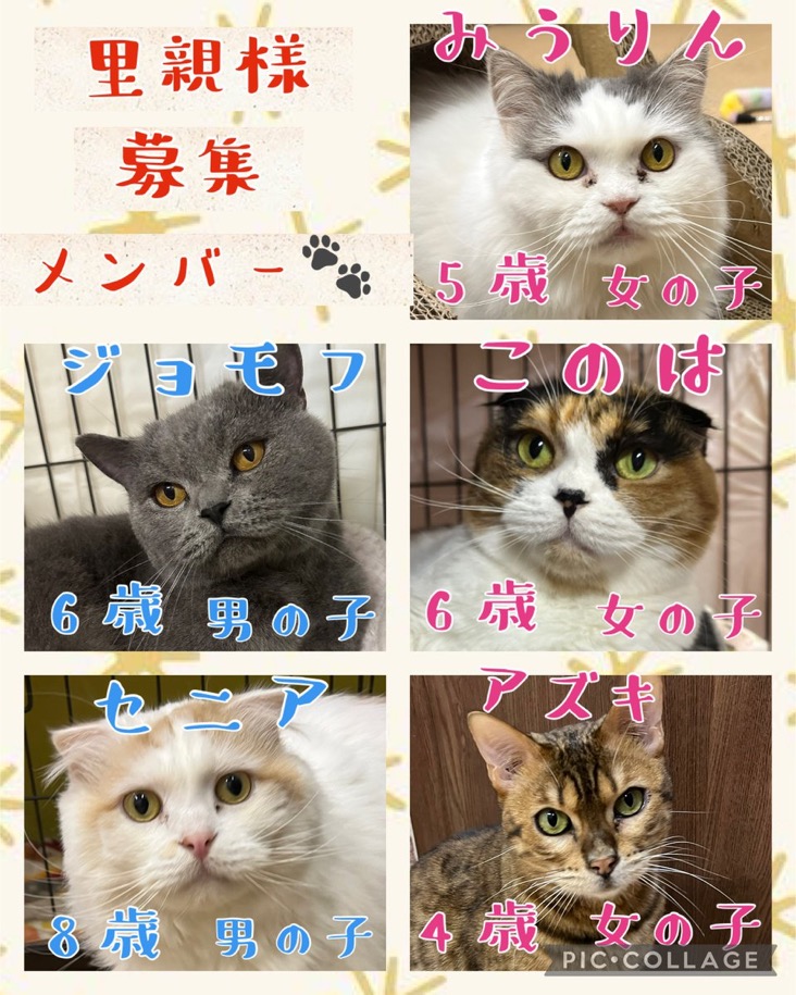 🐾今日の里親様募集中ニャンコ😺メンバーです🐾2024,12,16【保護犬カフェ天神橋店】
