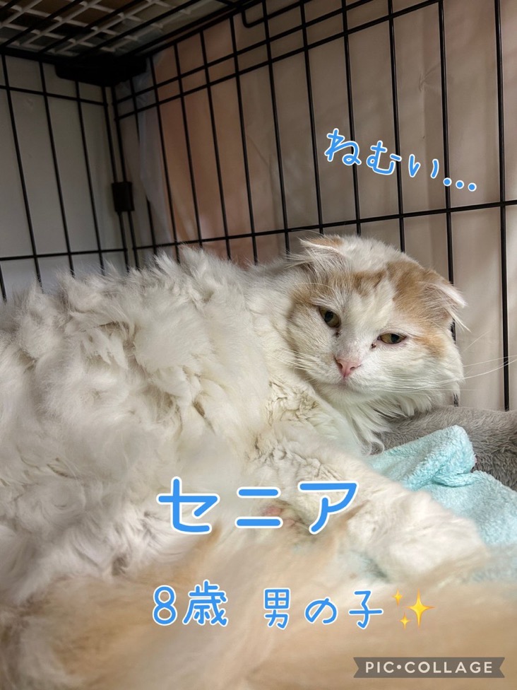 🐾今日の里親様募集中ニャンコ😺メンバーです🐾2025,1,7【保護犬カフェ天神橋店】