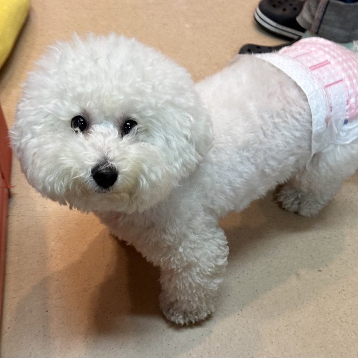 ✨シンデレラワンコ🐶ビションフリーゼのアメッタ→あんこちゃん💕2024,12,13✨【保護犬カフェ天神橋店】