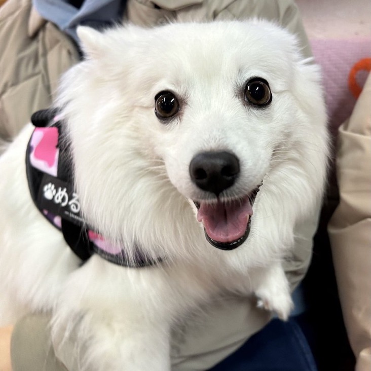 ✨シンデレラワンコ🐶スピッツのメルティアちゃん💕2024,12,14✨【保護犬カフェ天神橋店】