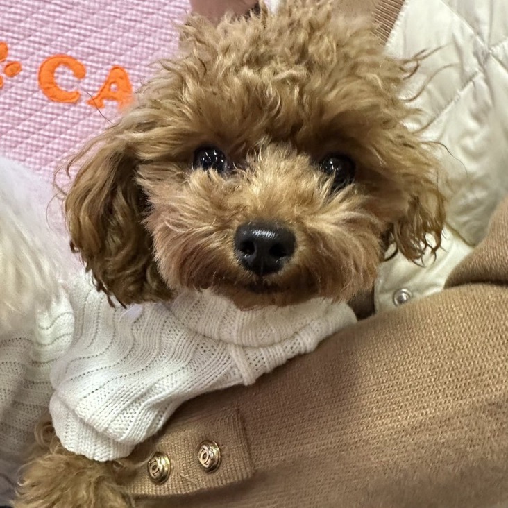 ✨シンデレラワンコ🐶トイプードルのベキー→ルルちゃん💕＆ニナータ→エメちゃん💕＆マルチーズのトップル→トプ君💕2024,12,15✨【保護犬カフェ天神橋店】