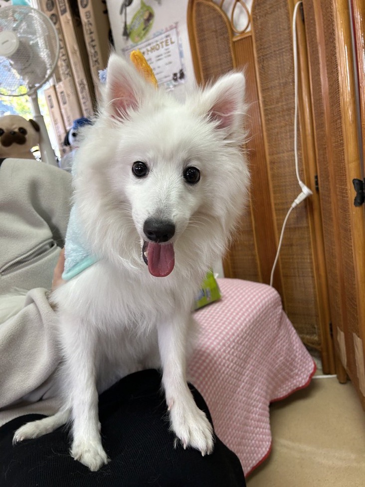 ✨シンデレラワンコ🐶スピッツのもんじゅろう→ルー君💕2024,12,15✨【保護犬カフェ天神橋店】