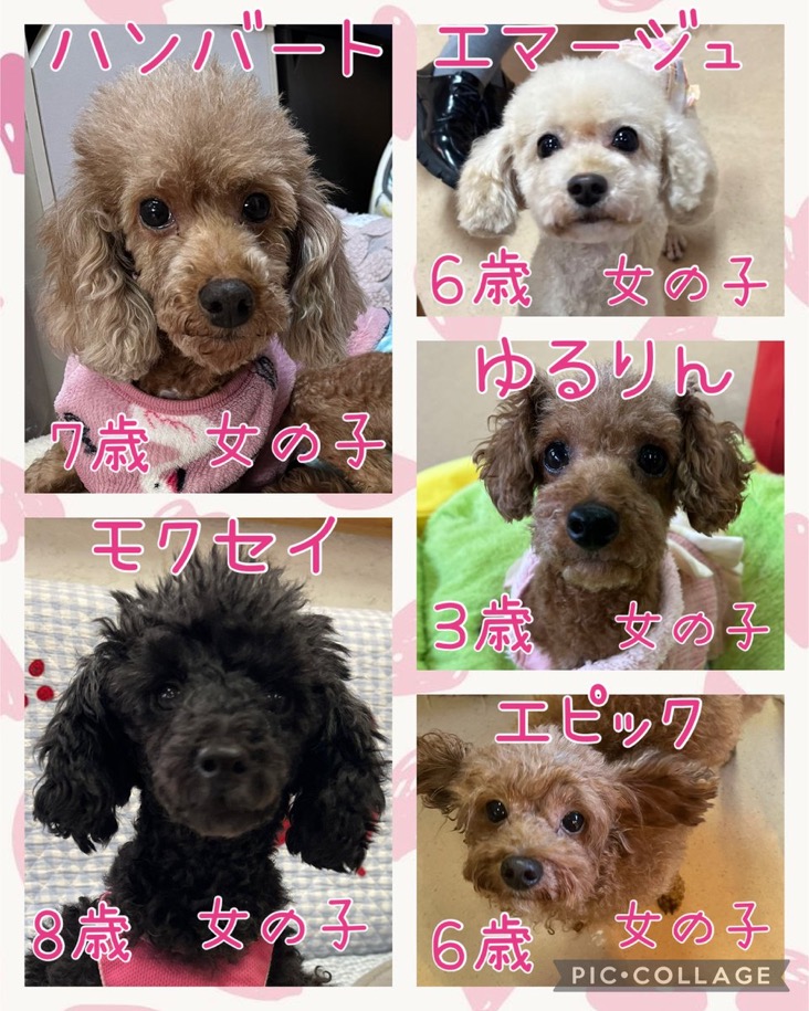 🐾今日の里親様募集中ワンコ🐶メンバーです🐾2024,12,30【保護犬カフェ天神橋店】