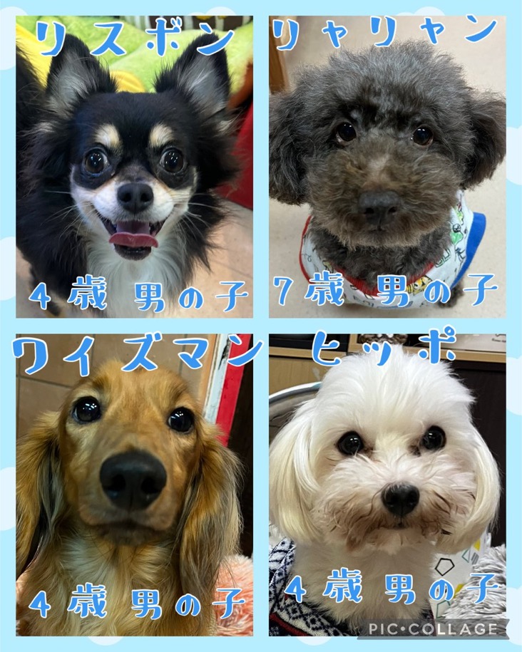 🐾今日の里親様募集中ワンコ🐶メンバーです🐾2024,12,30【保護犬カフェ天神橋店】