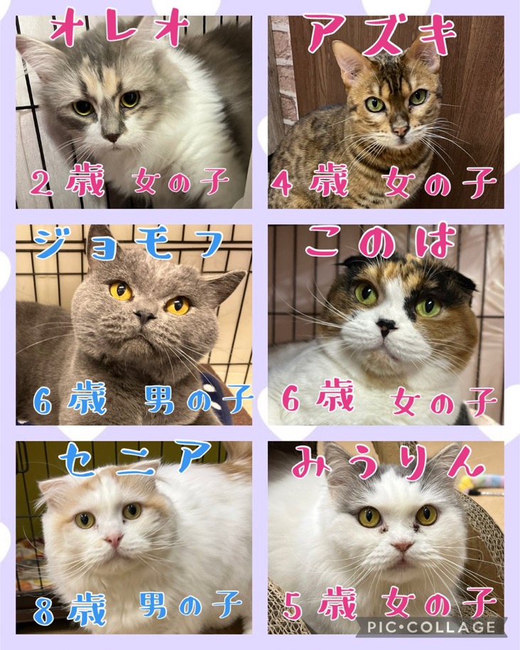 🐾今日の里親様募集中ニャンコ😺メンバーです🐾2024,12,30【保護犬カフェ天神橋店】