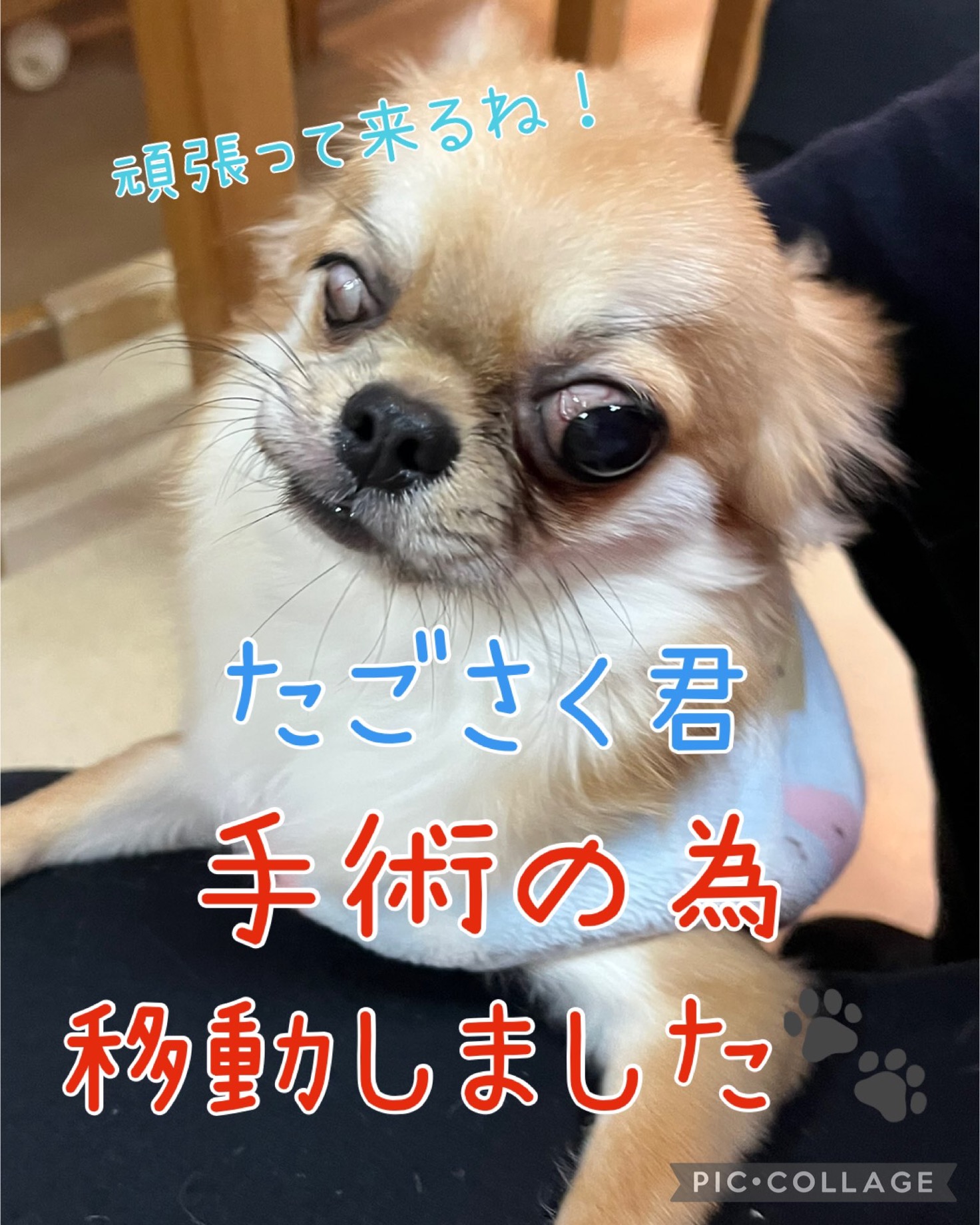 🐾チワワのたごさく君💕が、去勢手術に行きました🏥🐾2024,12,16