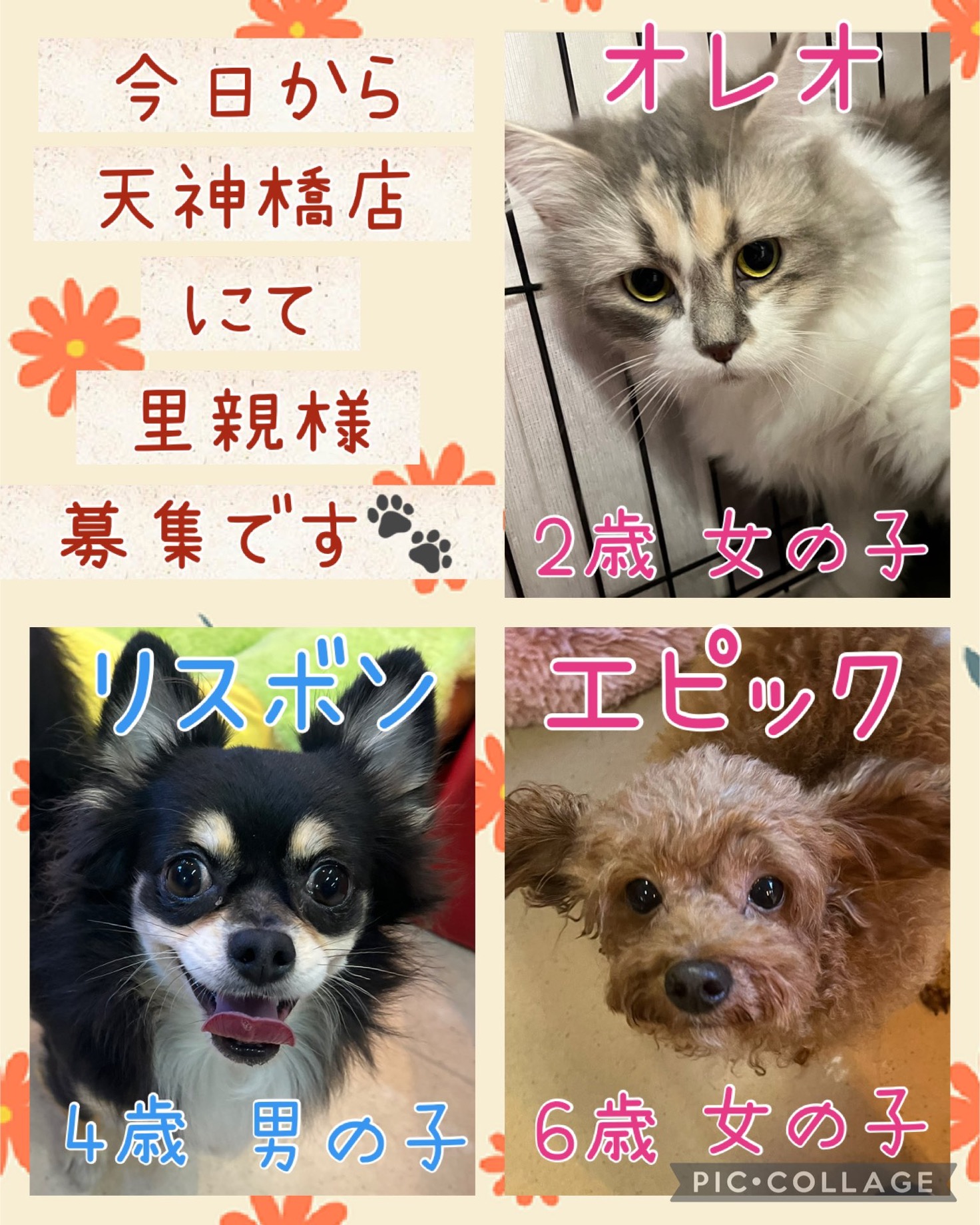 🐾新メンバー🔰ご紹介🐾2024,12,16【保護犬カフェ天神橋店】