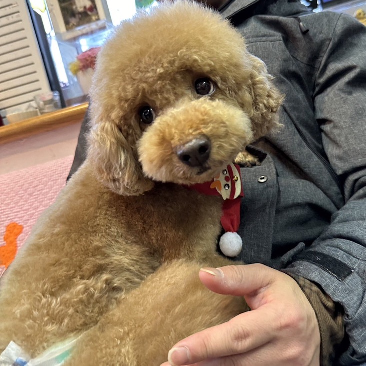 ✨シンデレラワンコ🐶トイプードルのもいっち→こなつちゃん💕2024,12,15✨【保護犬カフェ天神橋店】