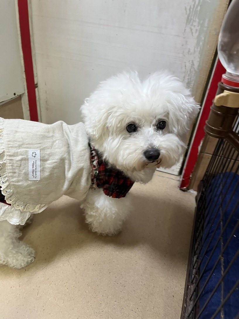 ✨シンデレラワンコ🐶ビションフリーゼのマリン→エルちゃん💕2024,12,16✨【保護犬カフェ天神橋店】