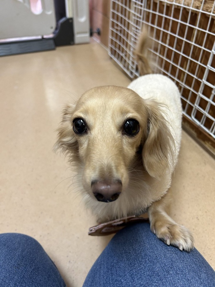 ✨シンデレラワンコ🐶カニンヘンダックスフンドのキャイト→茶太郎くん💕2024,12,20✨【保護犬カフェ天神橋店】