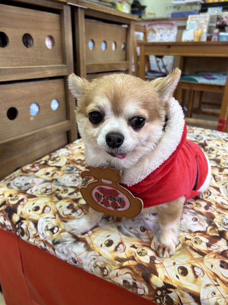 ✨シンデレラワンコ🐶チワワのハルパル→はるちゃん💕2024,12,21【保護犬カフェ天神橋店】
