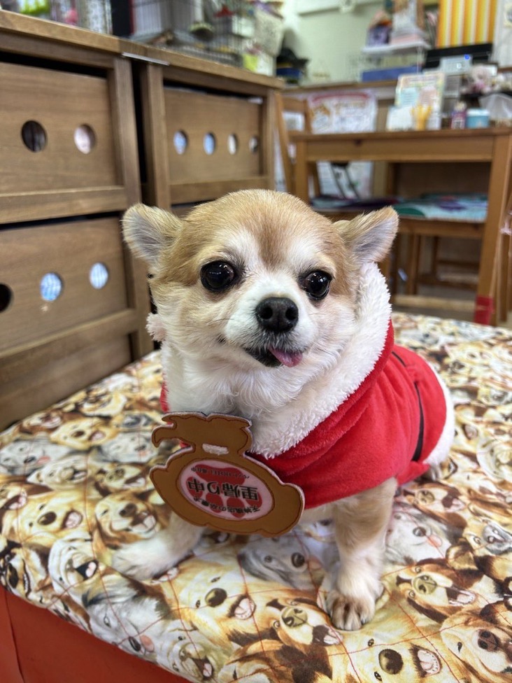 ✨シンデレラワンコ🐶チワワのハルパル→はるちゃん💕2024,12,21【保護犬カフェ天神橋店】