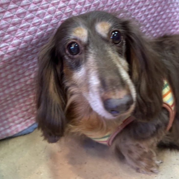 ✨シンデレラワンコ🐶ダックスのチョコボ→ちょこ君💕2024,12,22【保護犬カフェ天神橋店】