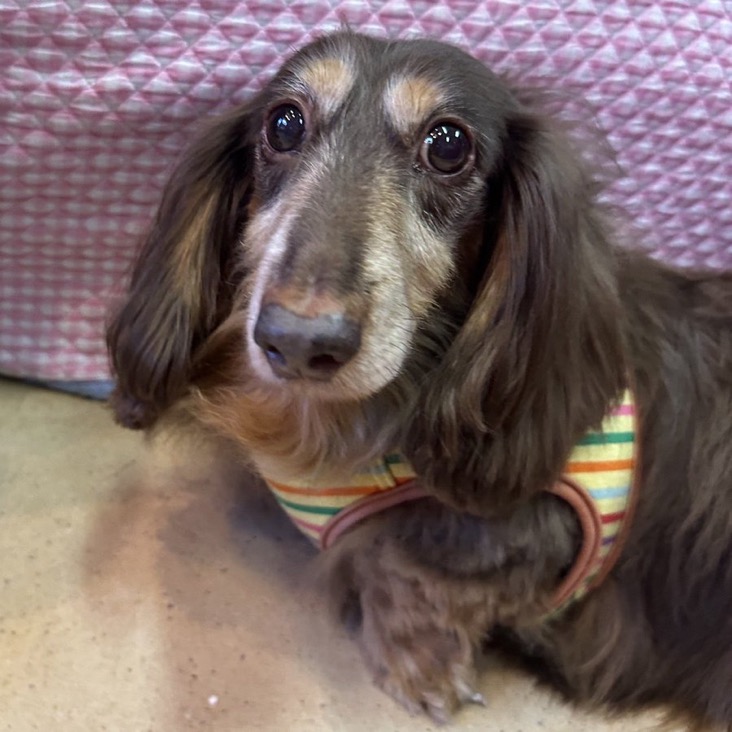 ✨シンデレラワンコ🐶ダックスのチョコボ→ちょこ君💕2024,12,22【保護犬カフェ天神橋店】