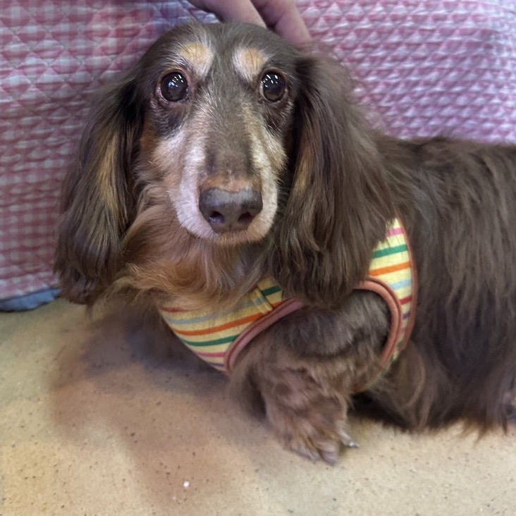 ✨シンデレラワンコ🐶ダックスのチョコボ→ちょこ君💕2024,12,22【保護犬カフェ天神橋店】
