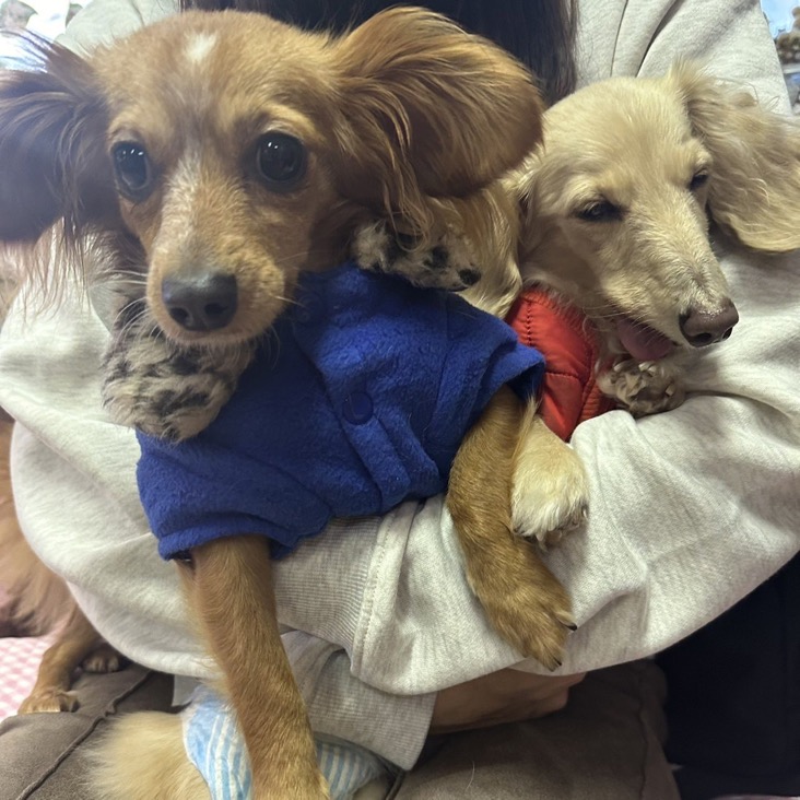 ✨シンデレラワンコ🐶ダックスのパナーナ→幸ちゃん💕＆チワワとダックスのベッツィ→小春ちゃん💕2024,12,22【保護犬カフェ天神橋店】
