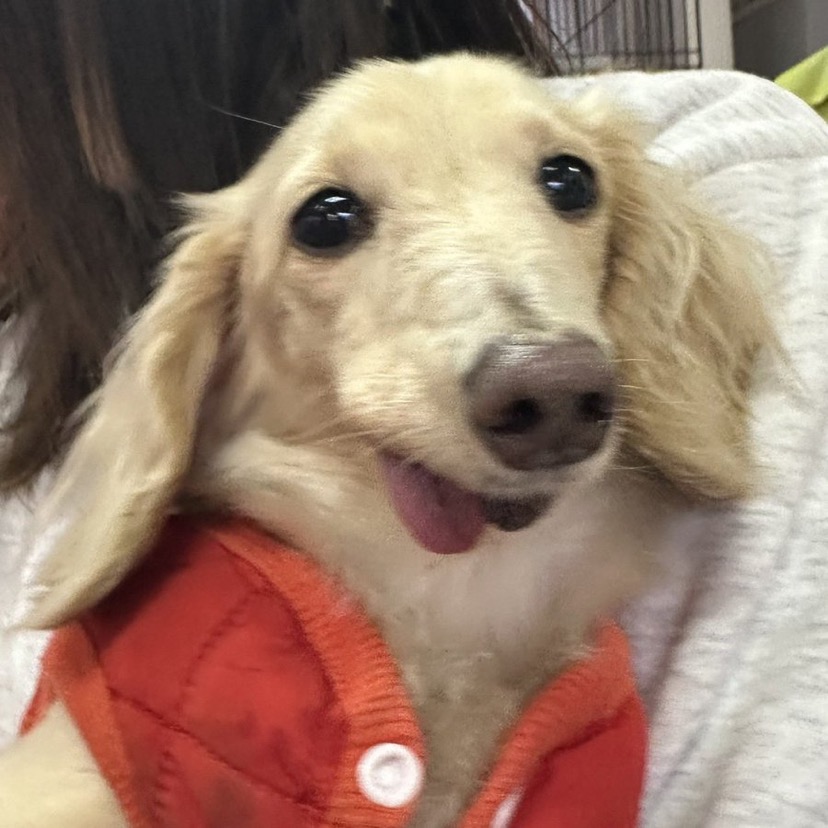 ✨シンデレラワンコ🐶ダックスのパナーナ→幸ちゃん💕＆チワワとダックスのベッツィ→小春ちゃん💕2024,12,22【保護犬カフェ天神橋店】