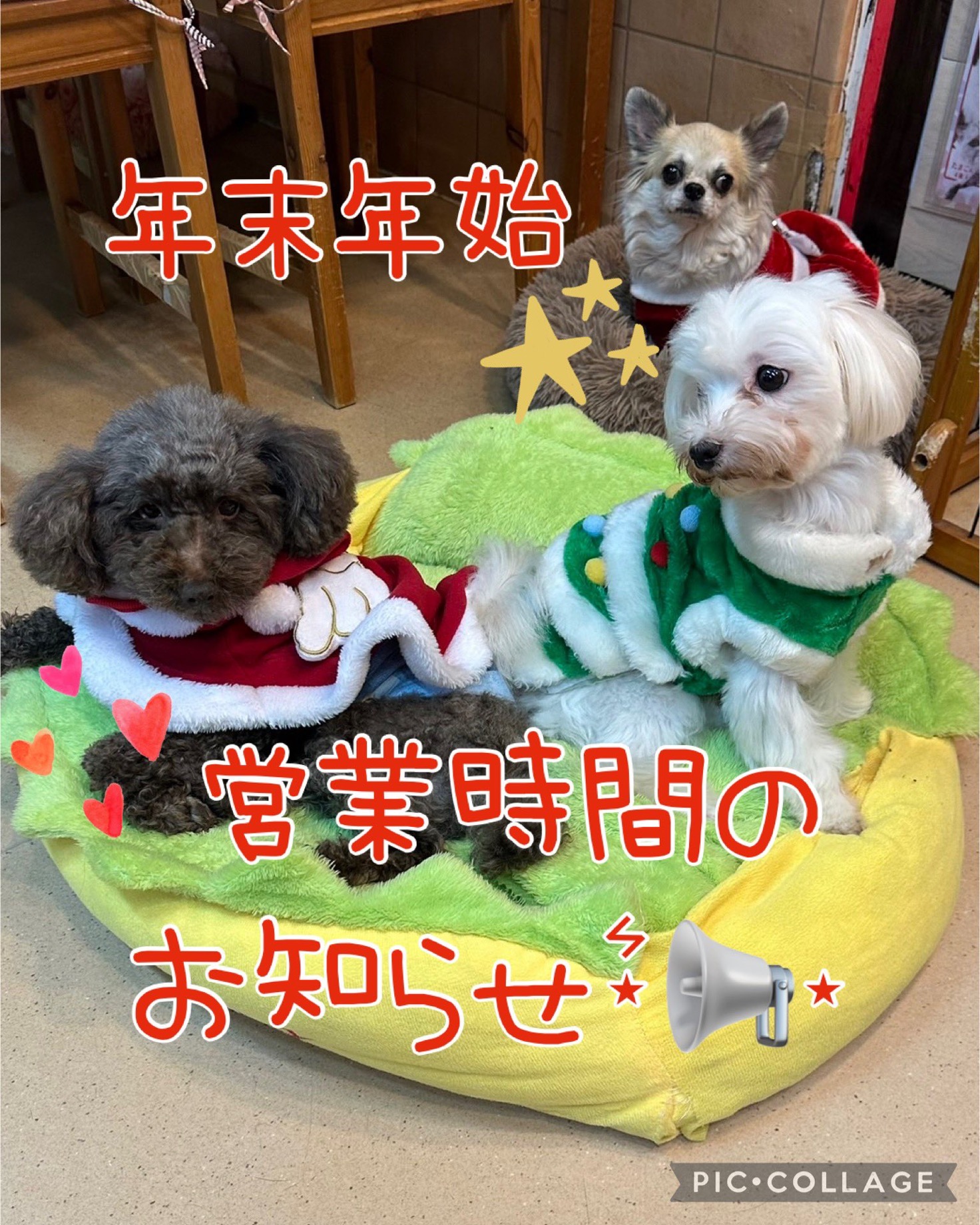 🐾年末年始の営業日・営業時間のお知らせ🐾2024,12,30【保護犬カフェ天神橋店】
