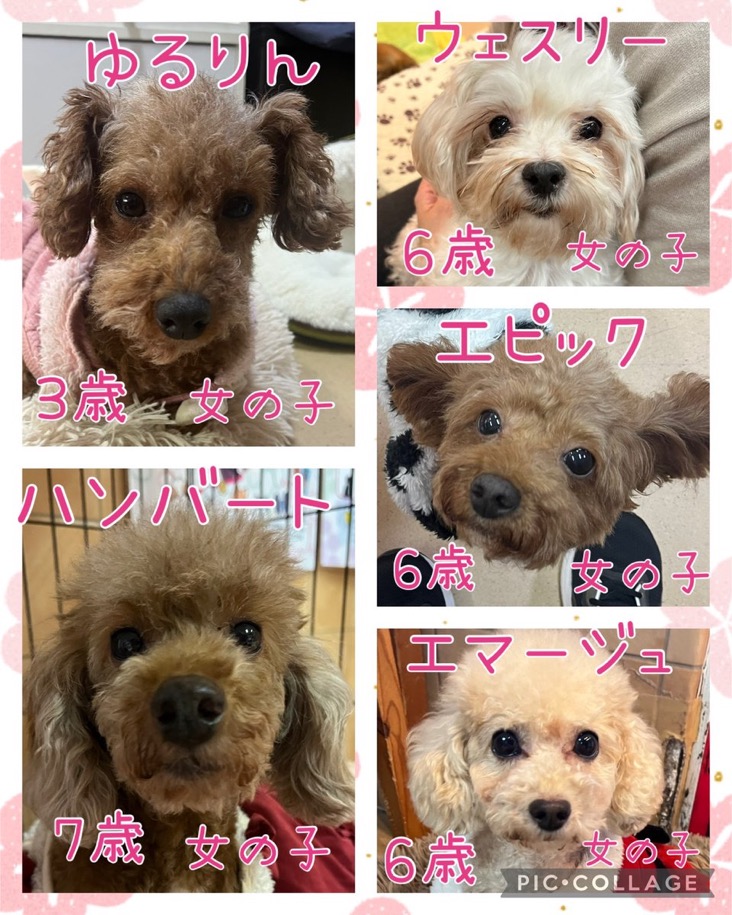 🐾今日の里親様募集中ワンコ🐶メンバーです🐾2025,1,1【保護犬カフェ天神橋店】