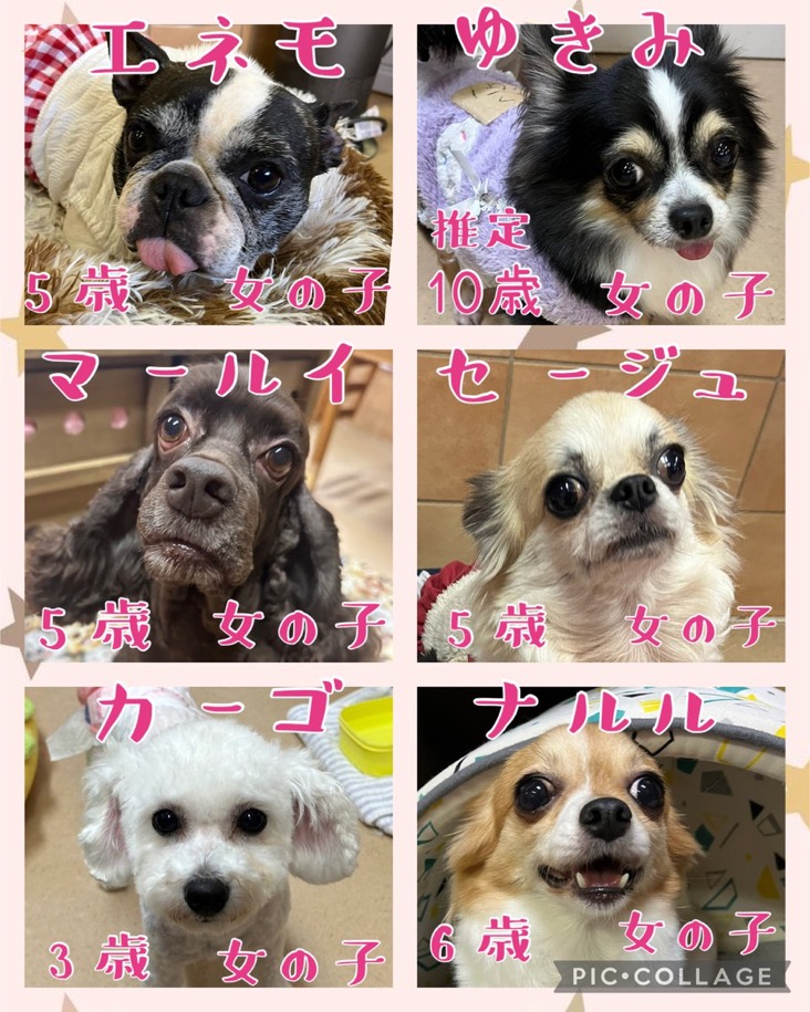 🐾今日の里親様募集中ワンコ🐶メンバーです🐾2025,1,1【保護犬カフェ天神橋店】