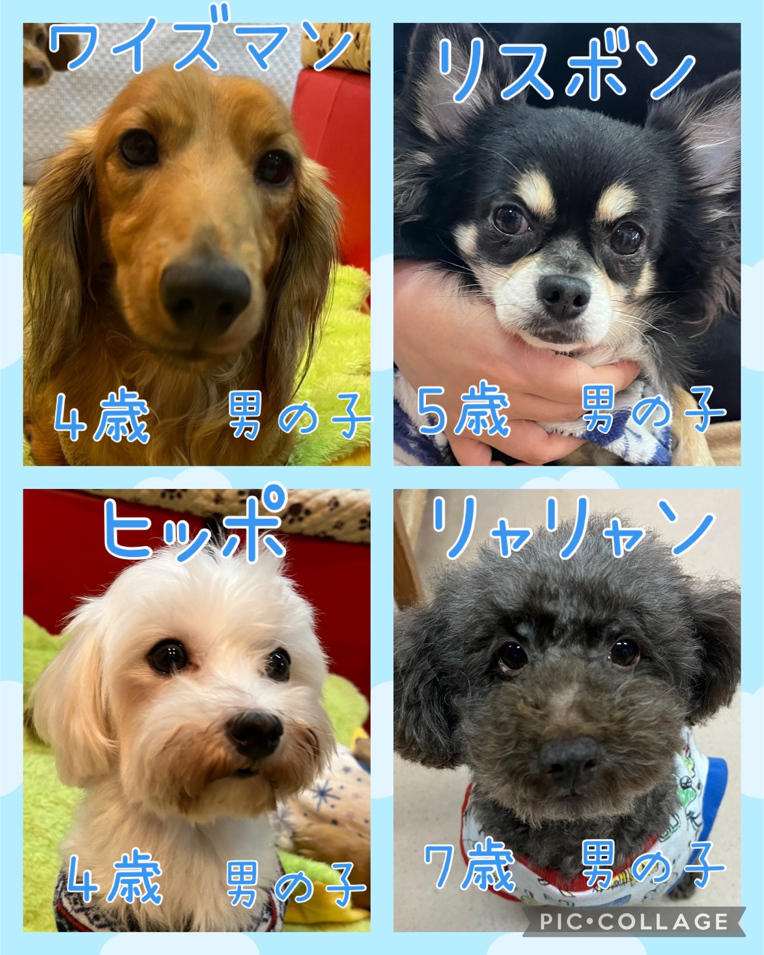 🐾今日の里親様募集中ワンコ🐶メンバーです🐾2025,1,1【保護犬カフェ天神橋店】