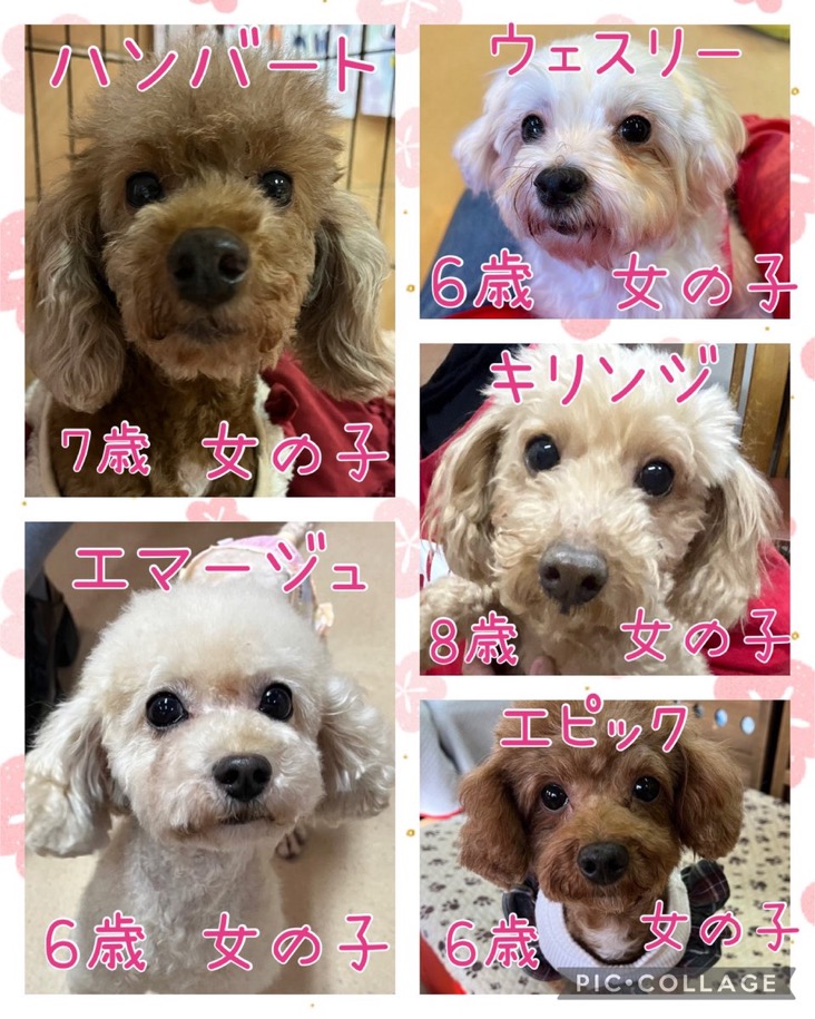 🐾今日の里親様募集中ワンコ🐶メンバーです🐾2025,1,17【保護犬カフェ天神橋店】