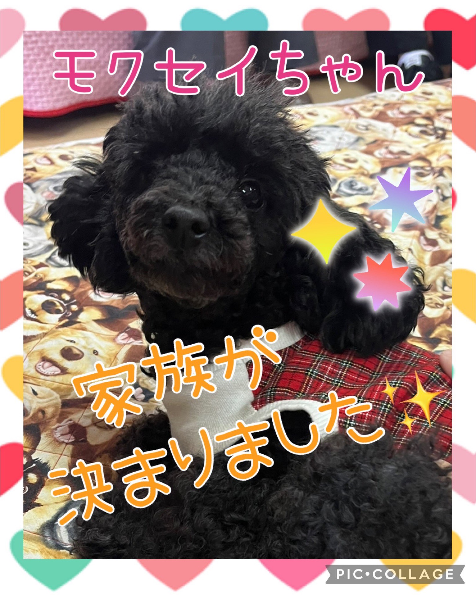 【運命の赤い糸見〜つけた❤️トイプードルのモクセイちゃん💕】2024,12,30