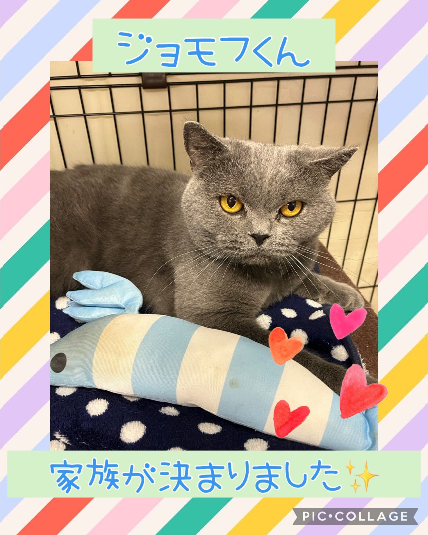 【運命の赤い糸見〜つけた❤️ブリティッシュショートヘアのジョモフ君💕】2025,1,1