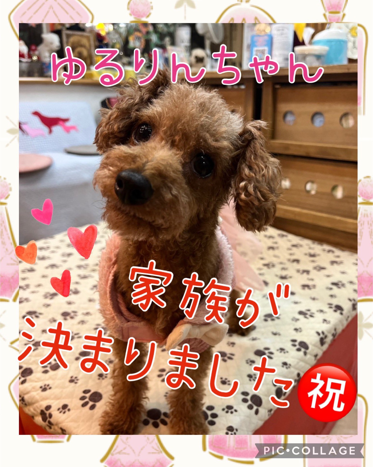 【運命の赤い糸見課〜つけた❤️トイプードルのゆるりんちゃん💕】2025,1,2