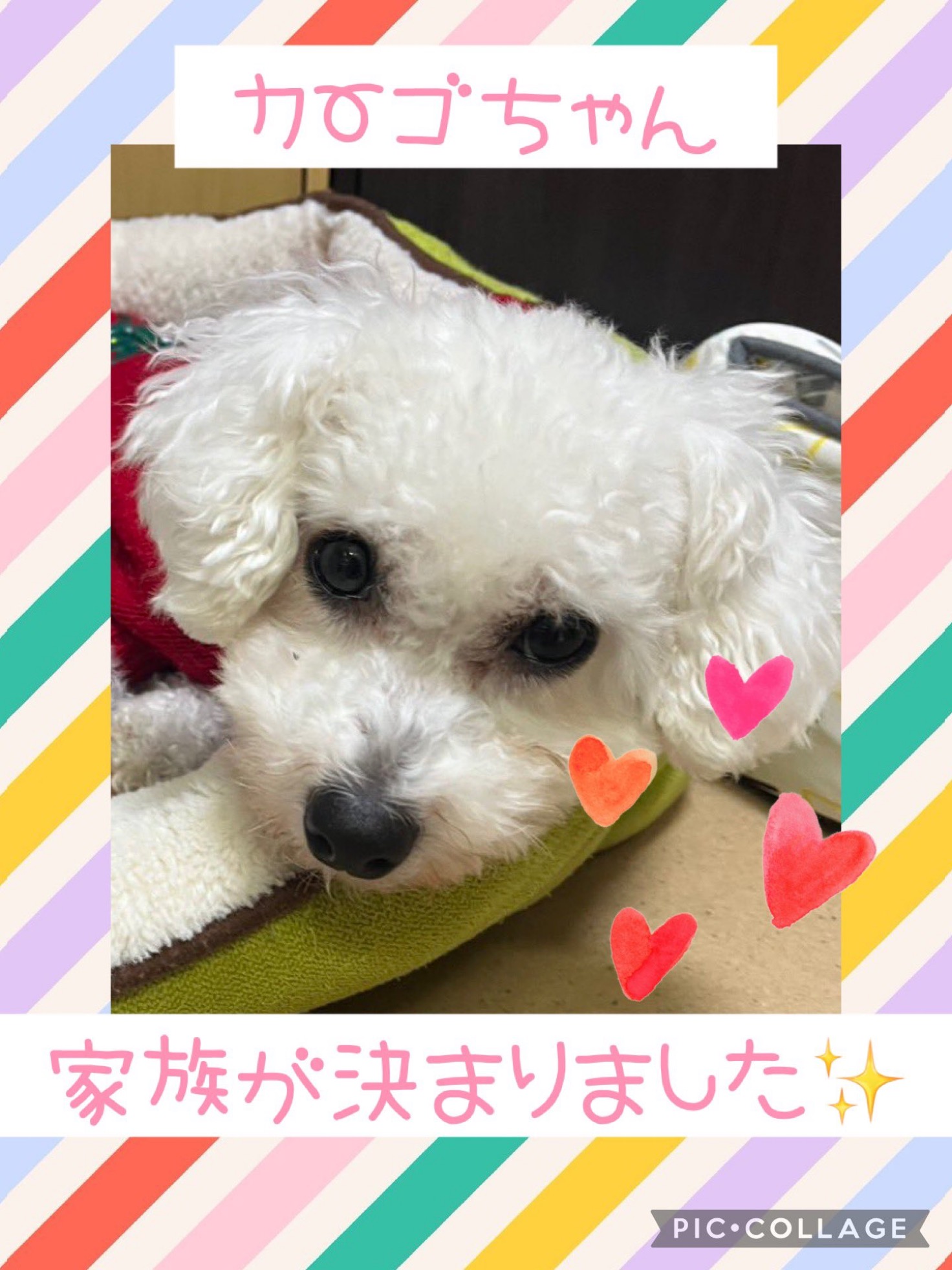 【運命の赤い糸見〜つけた❤️ビションフリーゼのカーゴちゃん💕】2025,1,5