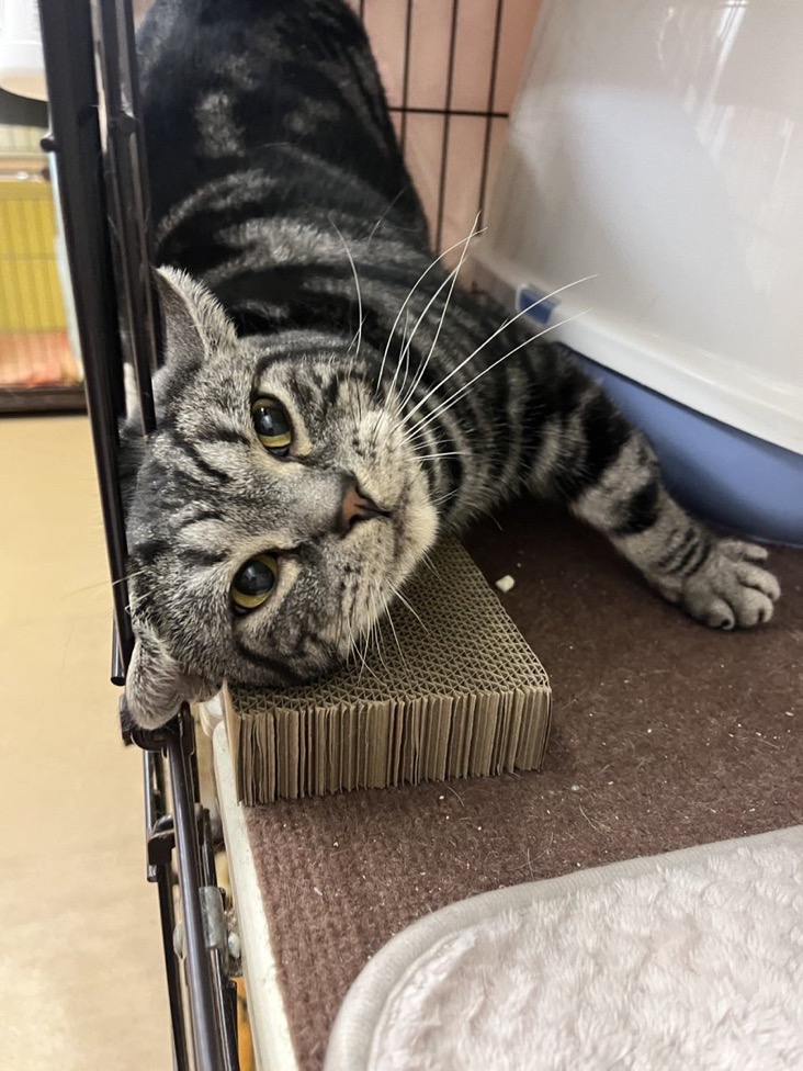 🐾新メンバー🔰ご紹介🐾2025,1,7【保護犬カフェ天神橋店】