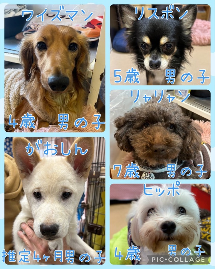 🐾今日の里親様募集中ワンコ🐶メンバーです🐾2025,1,8【保護犬カフェ天神橋店】