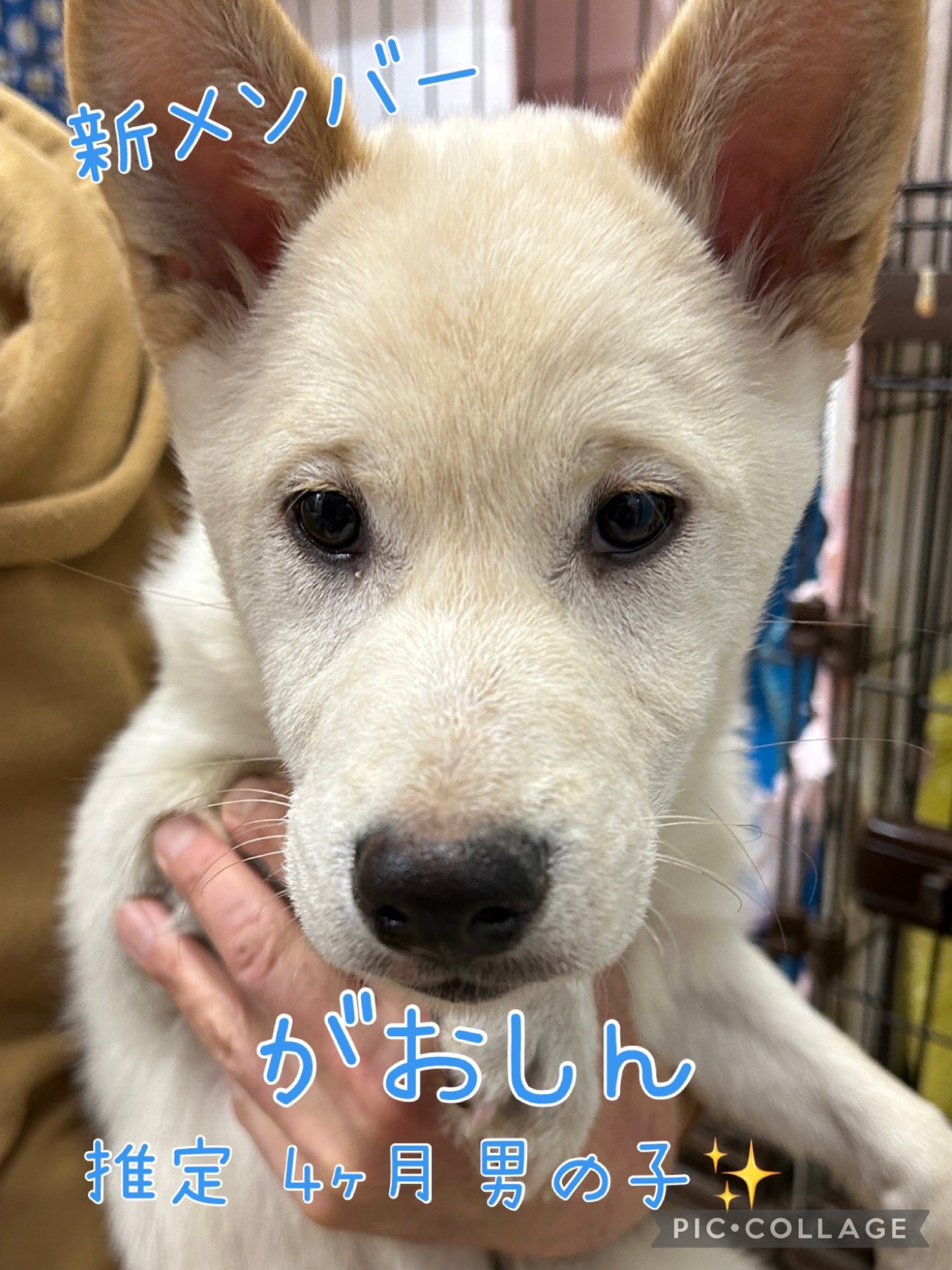 🐾新メンバー🔰ご紹介🐾2025,1,7【保護犬カフェ天神橋店】