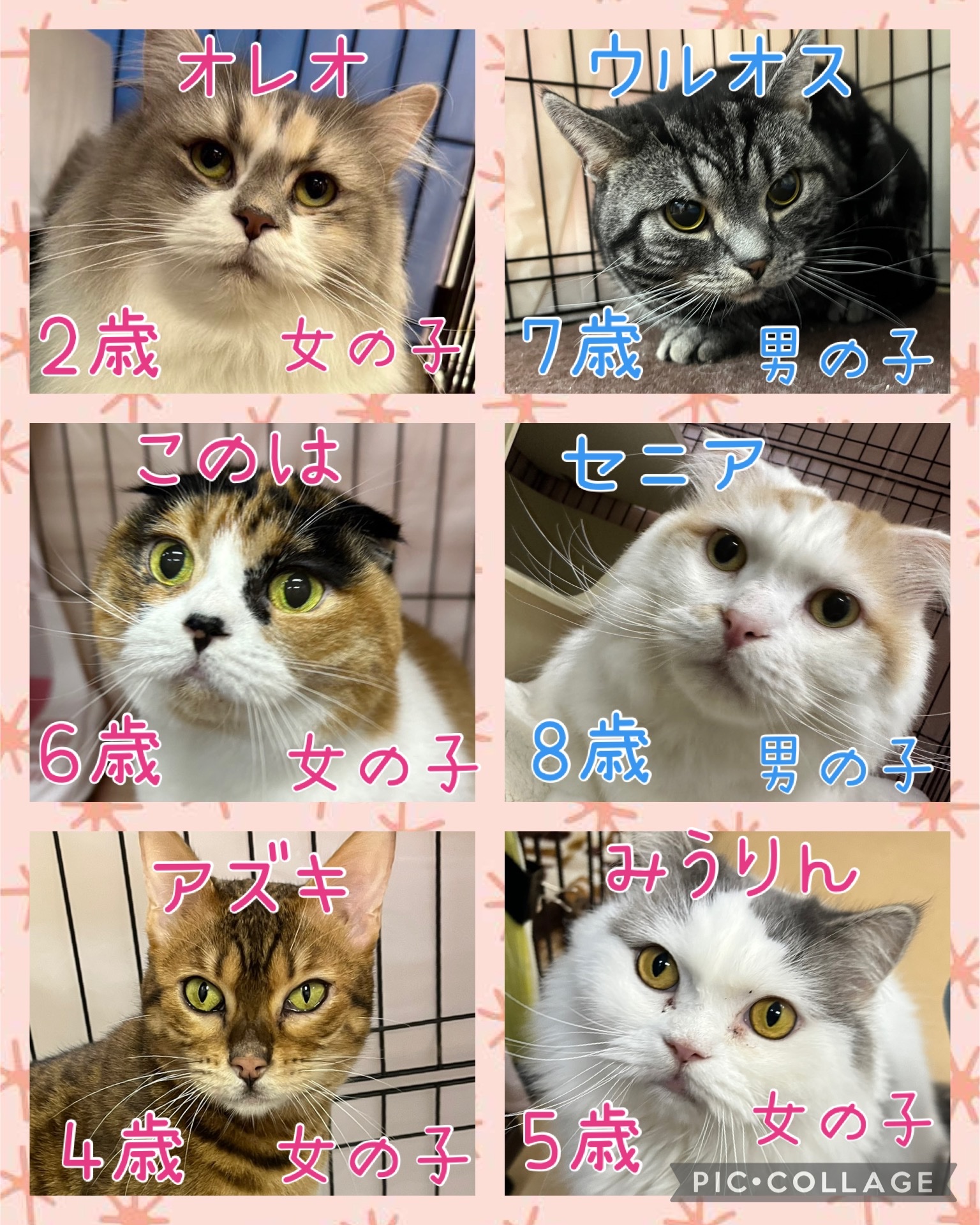🐾今日の里親様募集中ニャンコ😺メンバーです🐾2025,1,8【保護犬カフェ天神橋店】