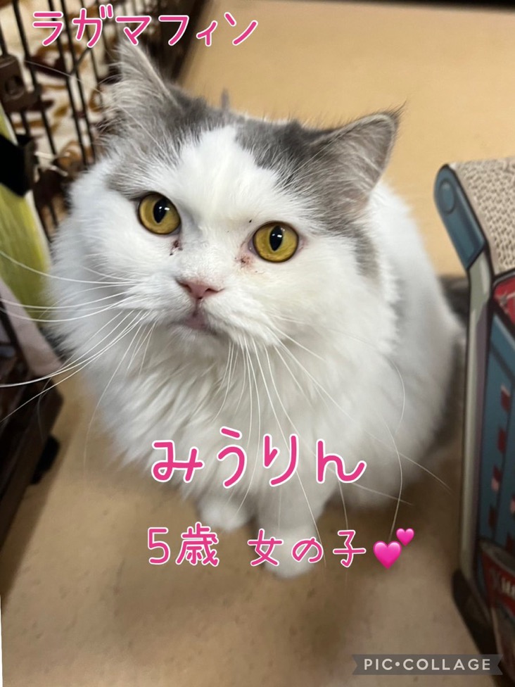 🐾今日の里親様募集中ニャンコ😺メンバーです🐾2025,3,22【保護犬カフェ天神橋店】