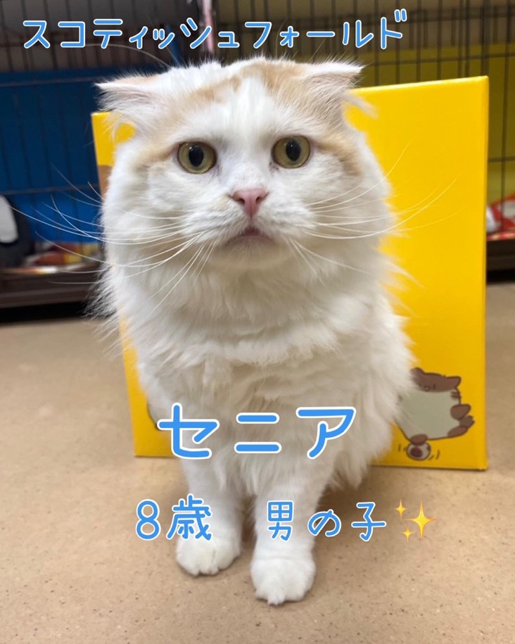 🐾今日の里親様募集中ニャンコ😺メンバーです🐾2025,3,22【保護犬カフェ天神橋店】
