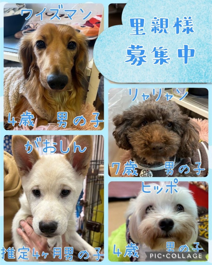 🐾今日の里親様募集中ワンコ🐶メンバーです🐾2025,1,12【保護犬カフェ天神橋店】