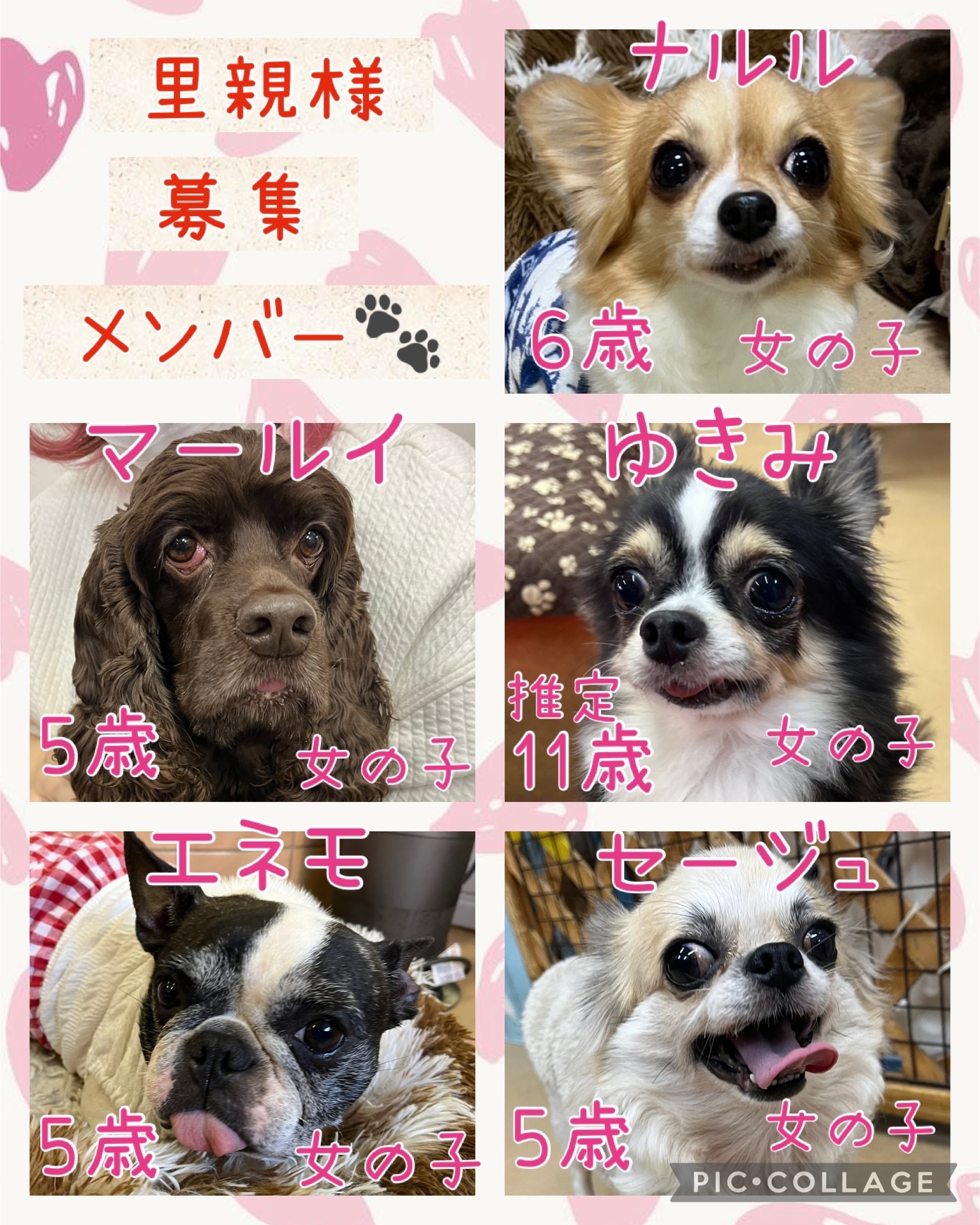 🐾今日の里親様募集中ワンコ🐶メンバーです🐾2025,1,12【保護犬カフェ天神橋店】