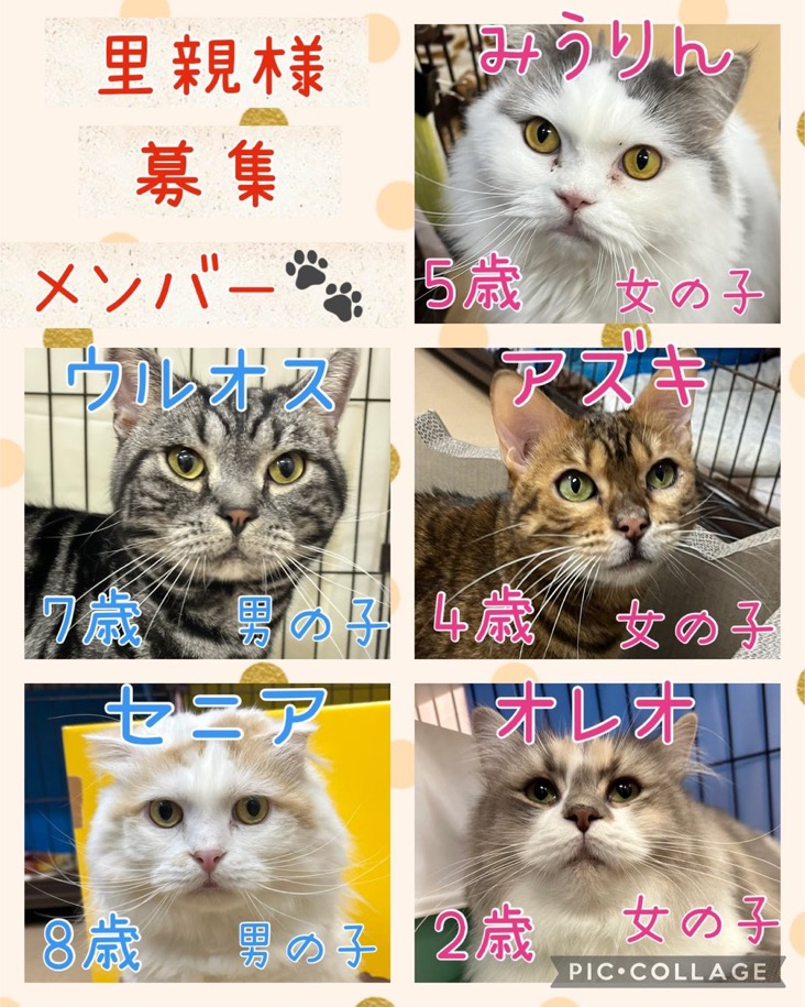 🐾今日の里親様募集中ニャンコ😺メンバーです🐾2025,1,17【保護犬カフェ天神橋店】
