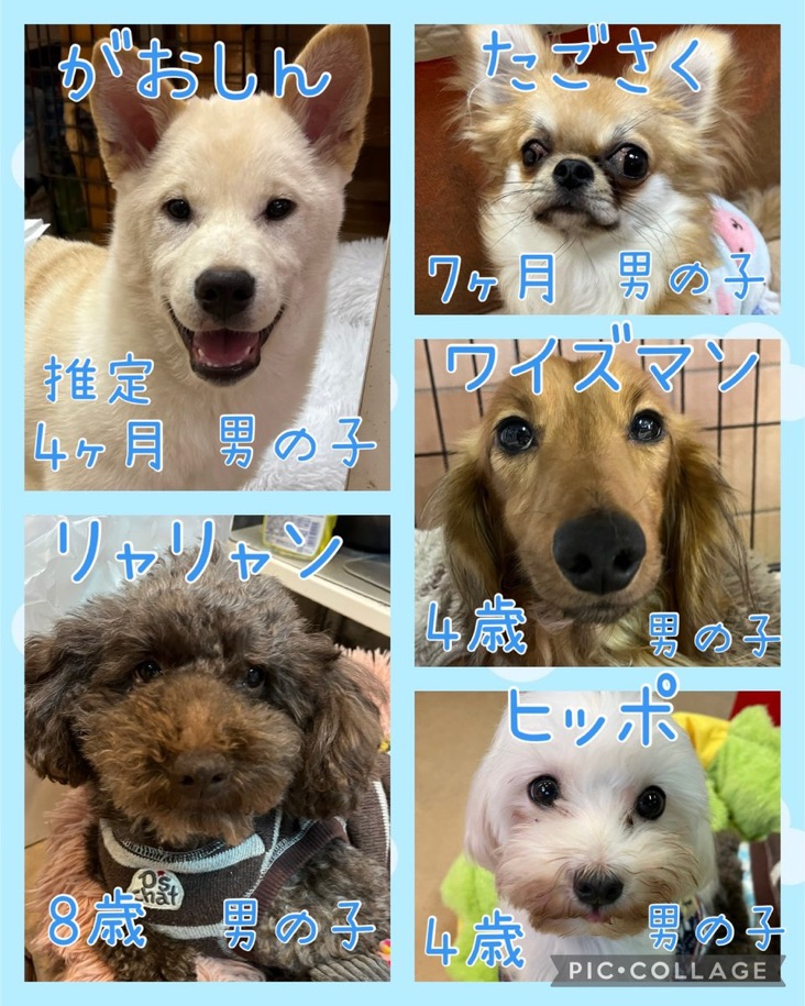 🐾今日の里親様募集中ワンコ🐶メンバーです🐾2025,1,20【保護犬カフェ天神橋店】