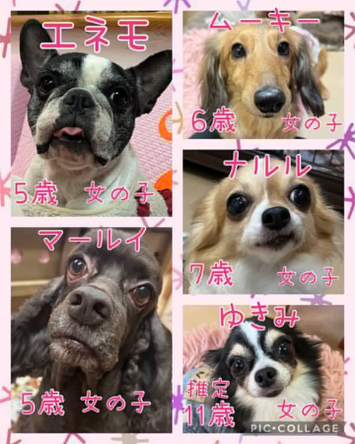 🐾今日の里親様募集中ワンコ🐶メンバーです🐾2025,1,20【保護犬カフェ天神橋店】